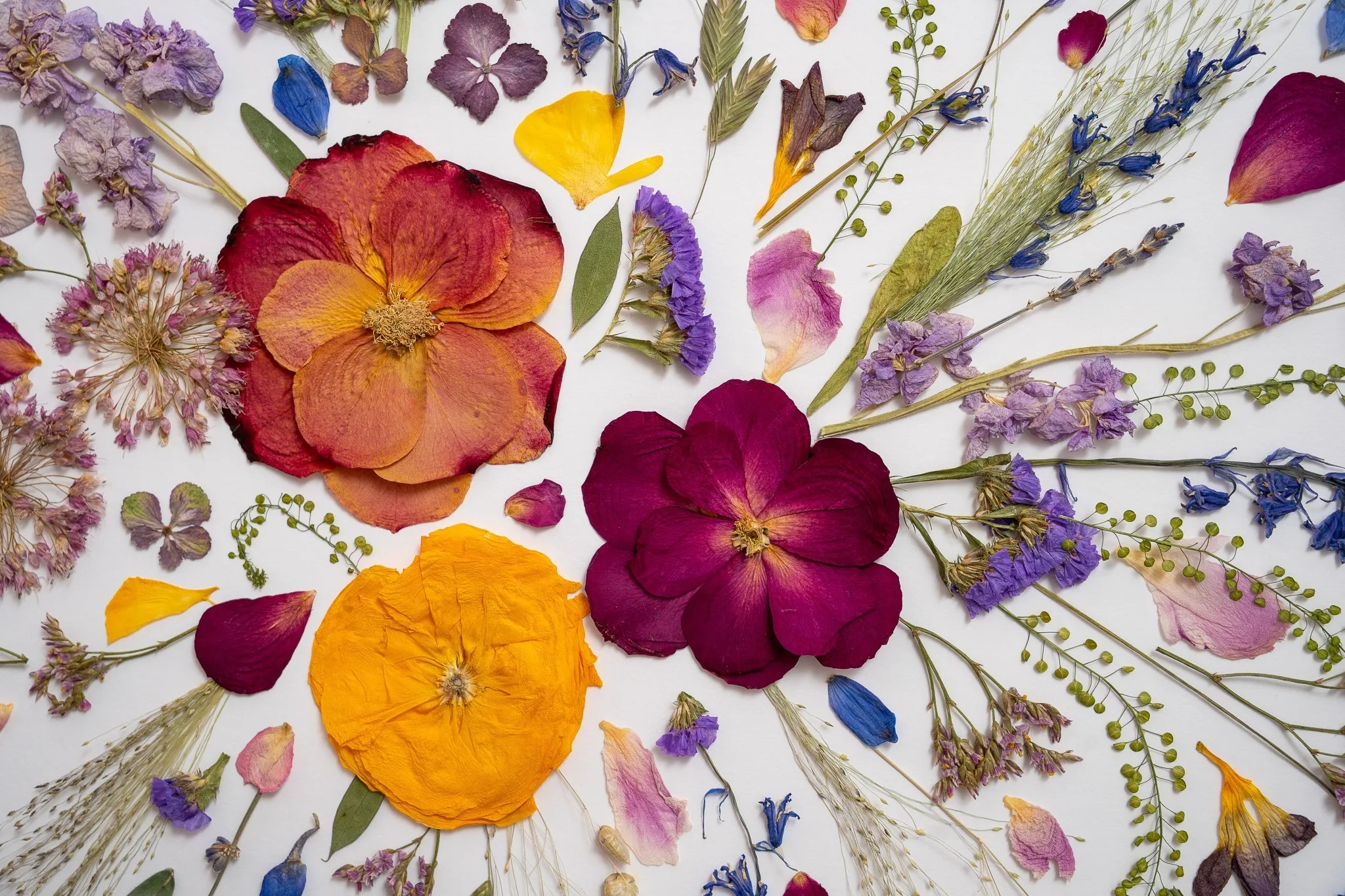 Pressed flowers laid out in a bold arrangement of petals, leaves and blooms