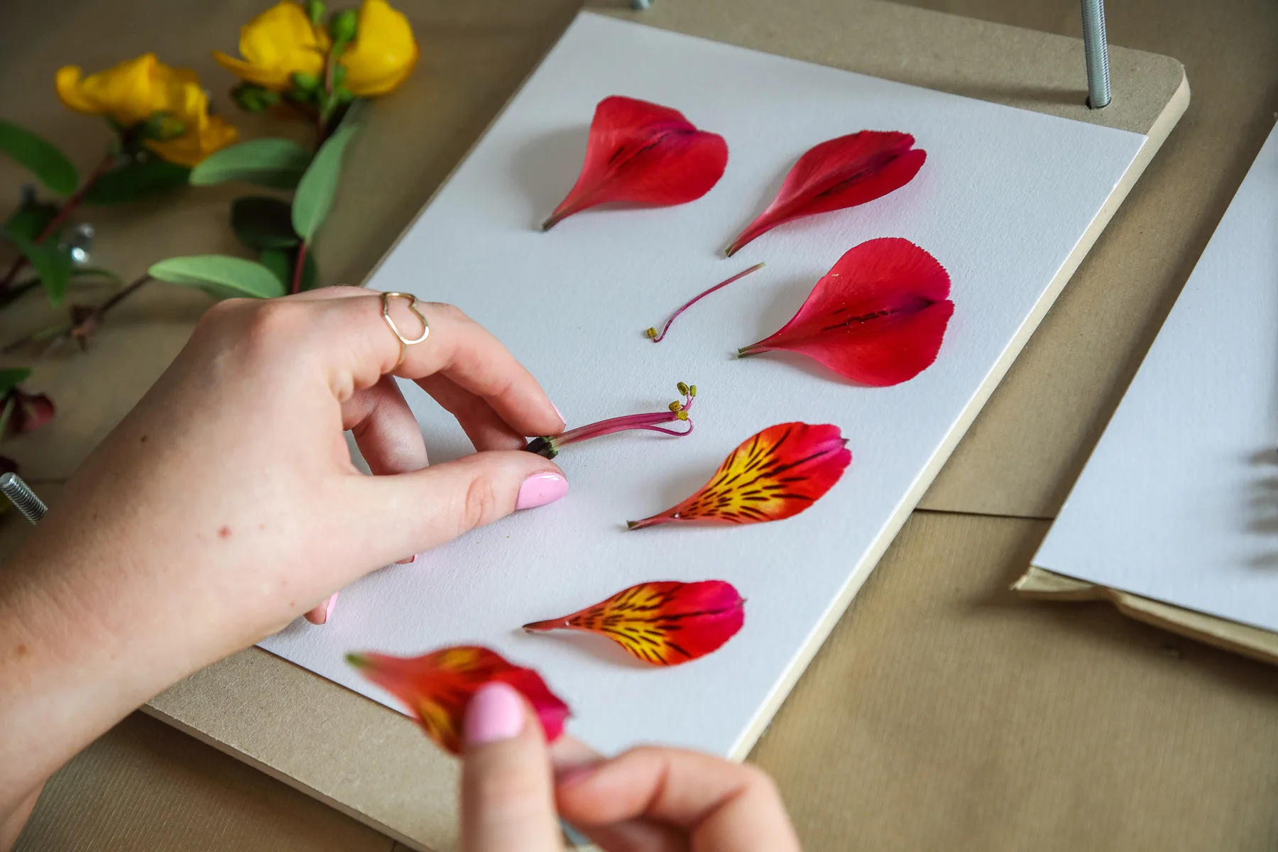 Pressed flowers by Nell
