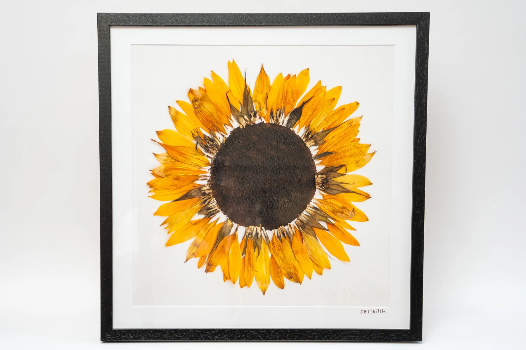 Pressed Flowers by Nell prints, cards and framed pieces