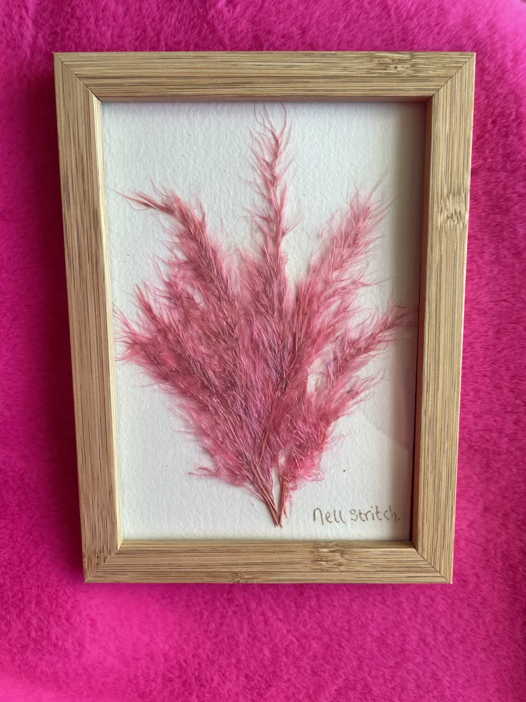 Pink Pampas