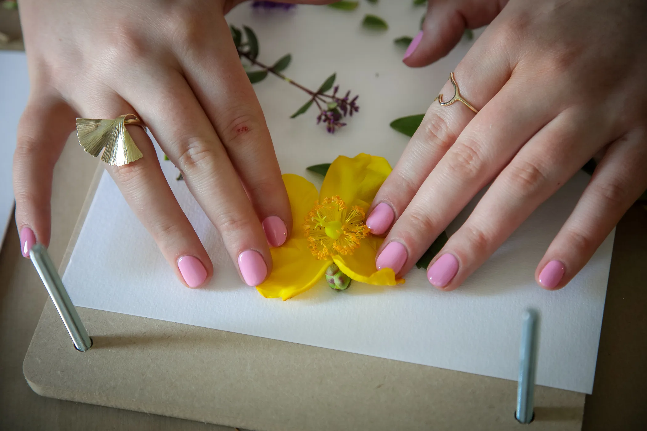 Hands pressing a buttercup between boards