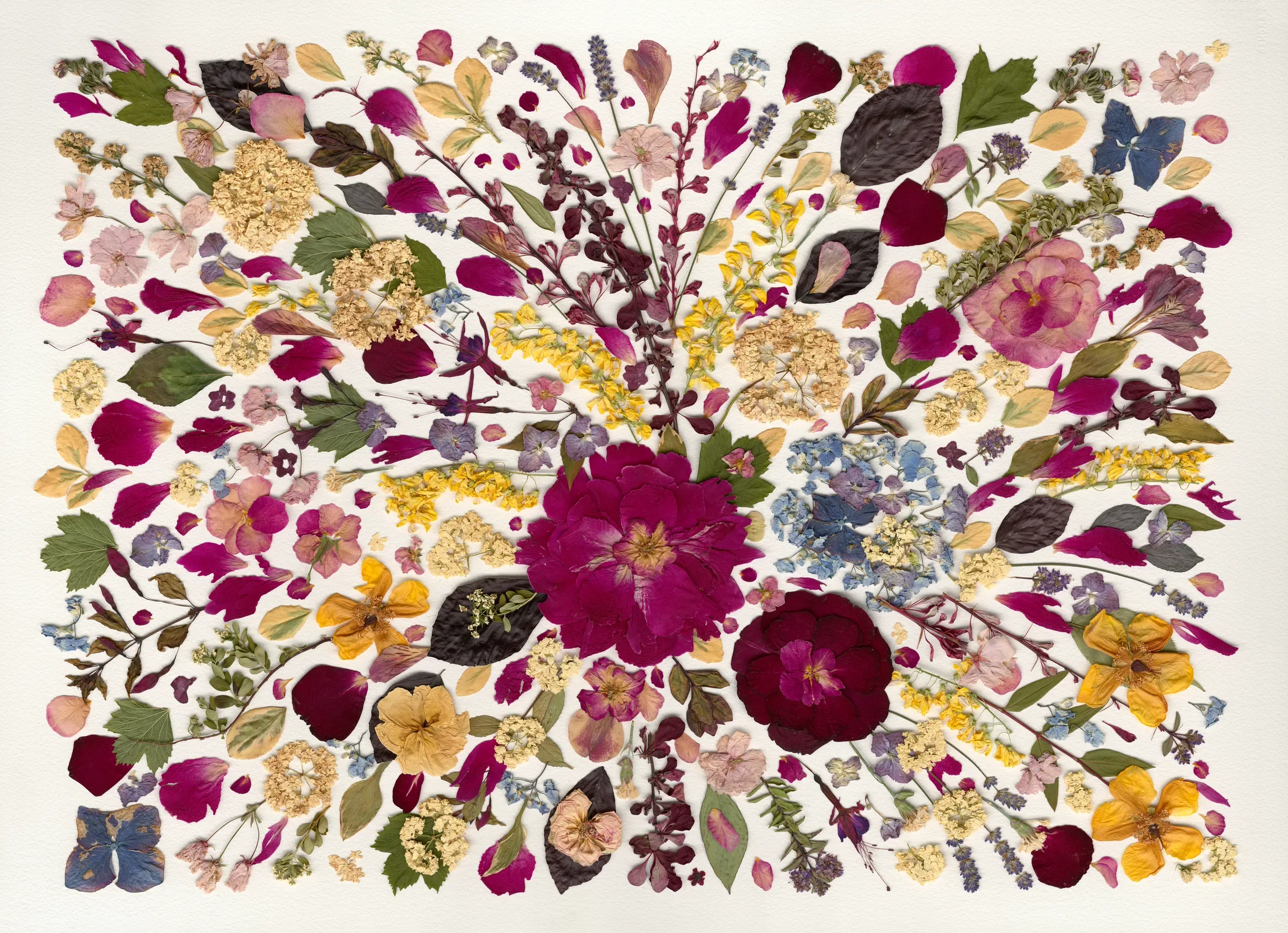 A burst of pressed flowers in pinks, purples and yellows