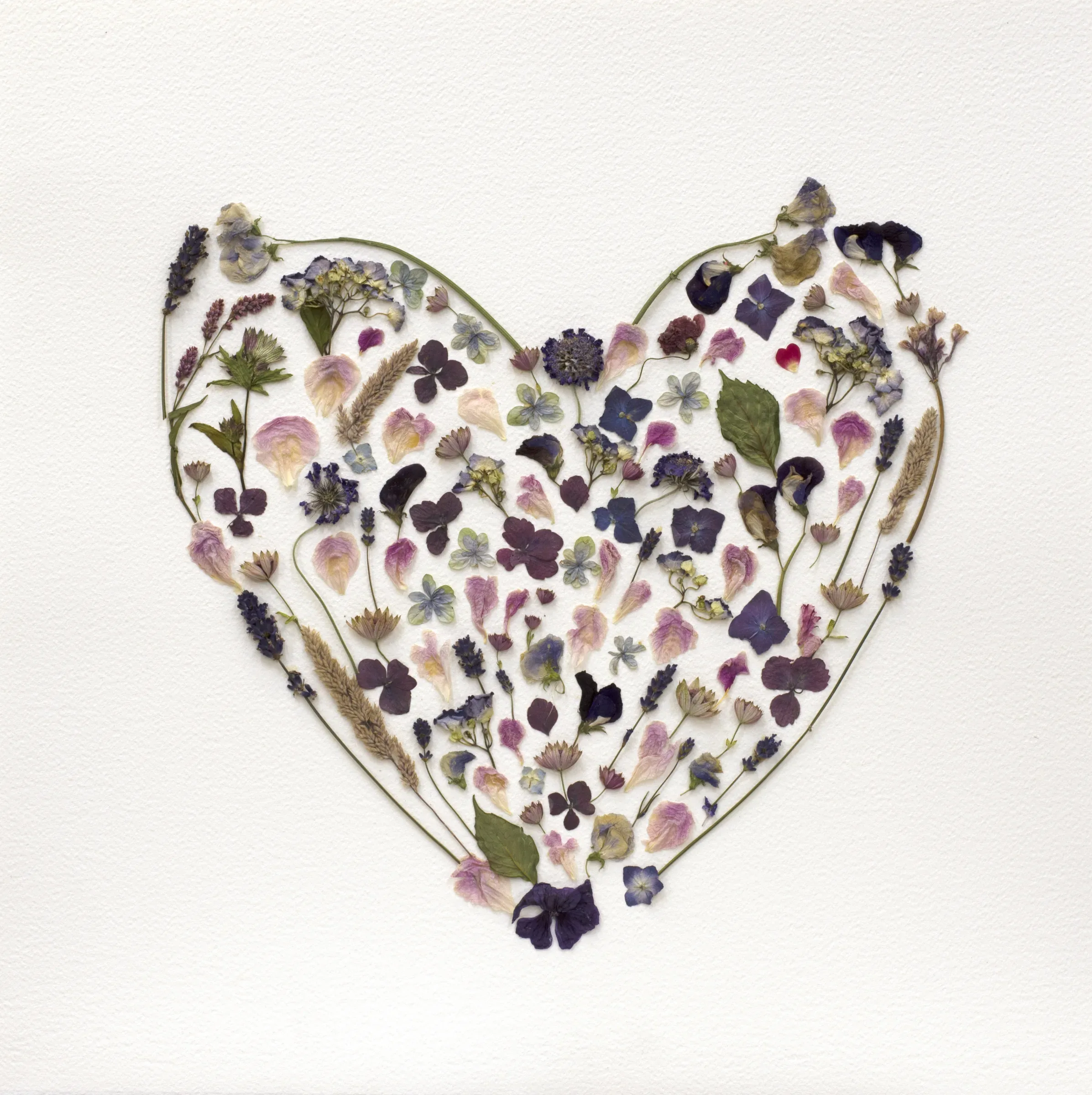 Happy Heart, a heart of pressed purple petals