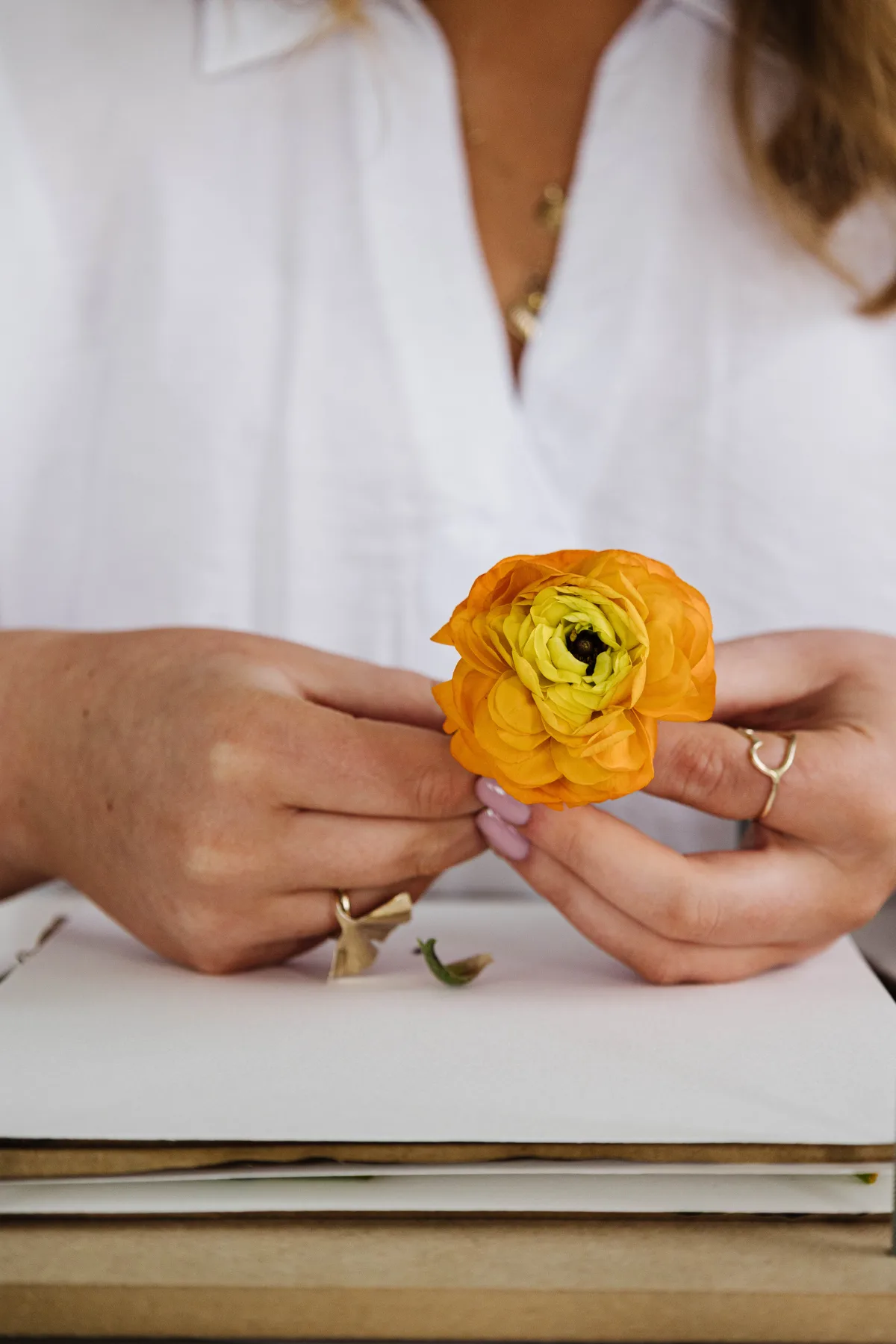 Hands holding a single orange ranunculus